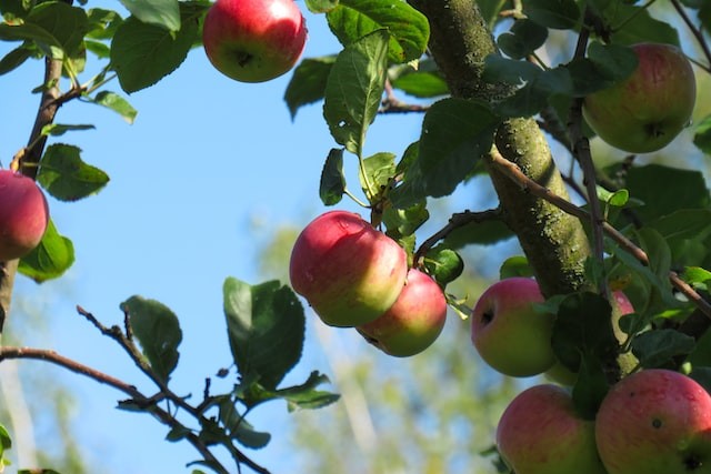 appelboom kweken en verzorgen